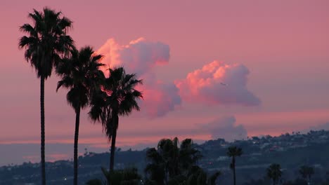 Beautiful,-colorful-sky-and-fluffy-clouds-with-palm-trees-and-plane-flying-by-during-sunrise-hours