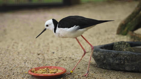 Toma-En-Cámara-Lenta-De-Un-Zanco-De-Alas-Negras-Comiendo-Las-Nutritivas-Semillas-Que-Quedan-En-Un-Plato