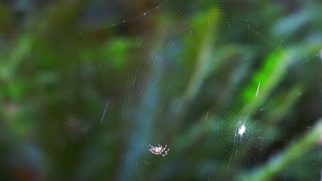 A-spider-builds-a-web-in-the-green-forest-jungle,-static-angle