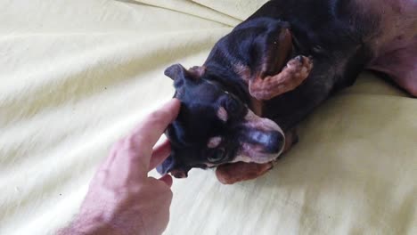 Mano-Masculina-Acaricia-Mini-Pinscher-Lindo-Perro-Miniatura-Acostado-Cámara-Lenta