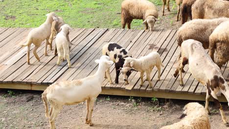 herd of goats and sheep crossing a bridge together