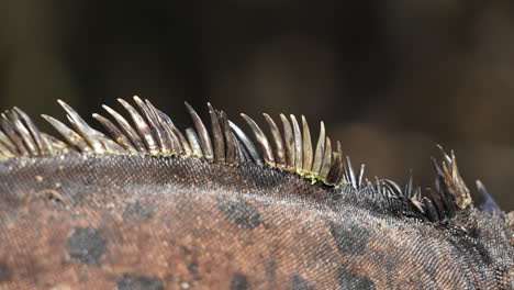 Cerrar-Vista-Detallada-De-La-Cresta-Dorsal-De-La-Iguana-Marina-De-Galápagos