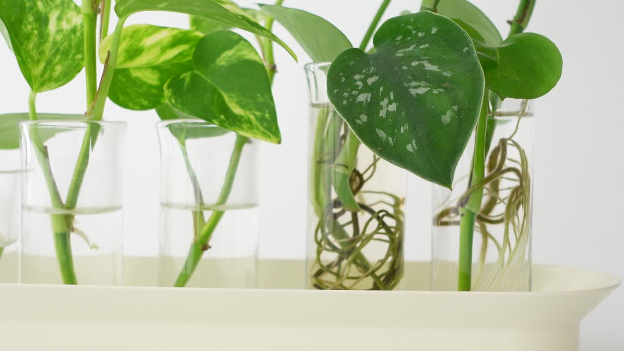 Pothos and Scindapsus Pictus Water Propagation