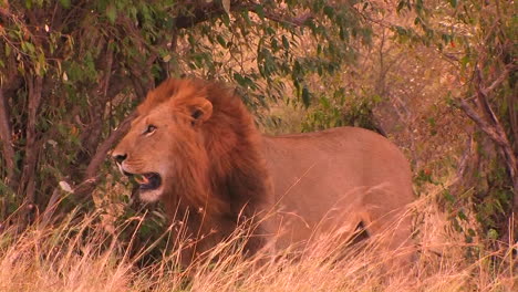 A-lion-pants-on-a-windy-day-in-a-tall-grassy-field