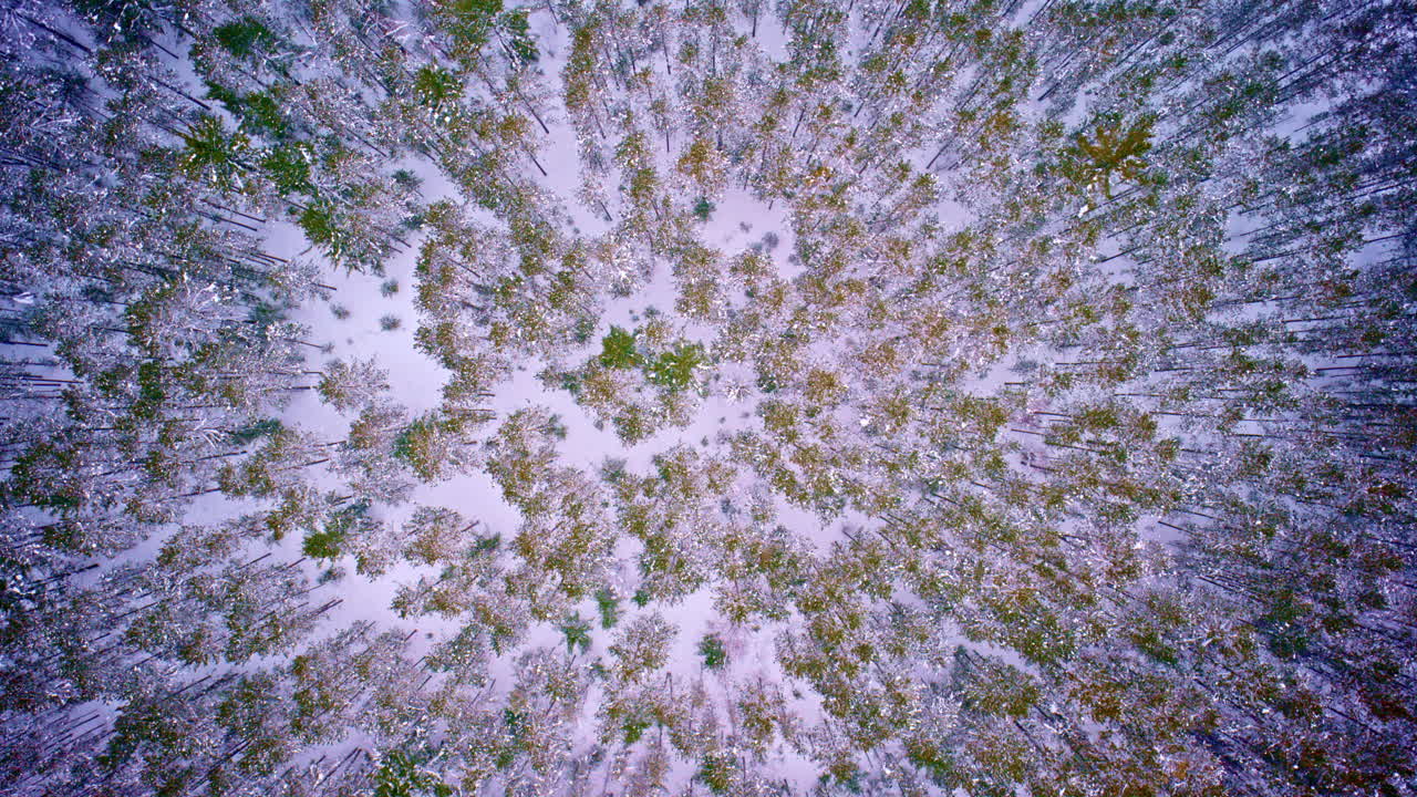 Vasta distesa selvaggia innevata nel Michigan settentrionale