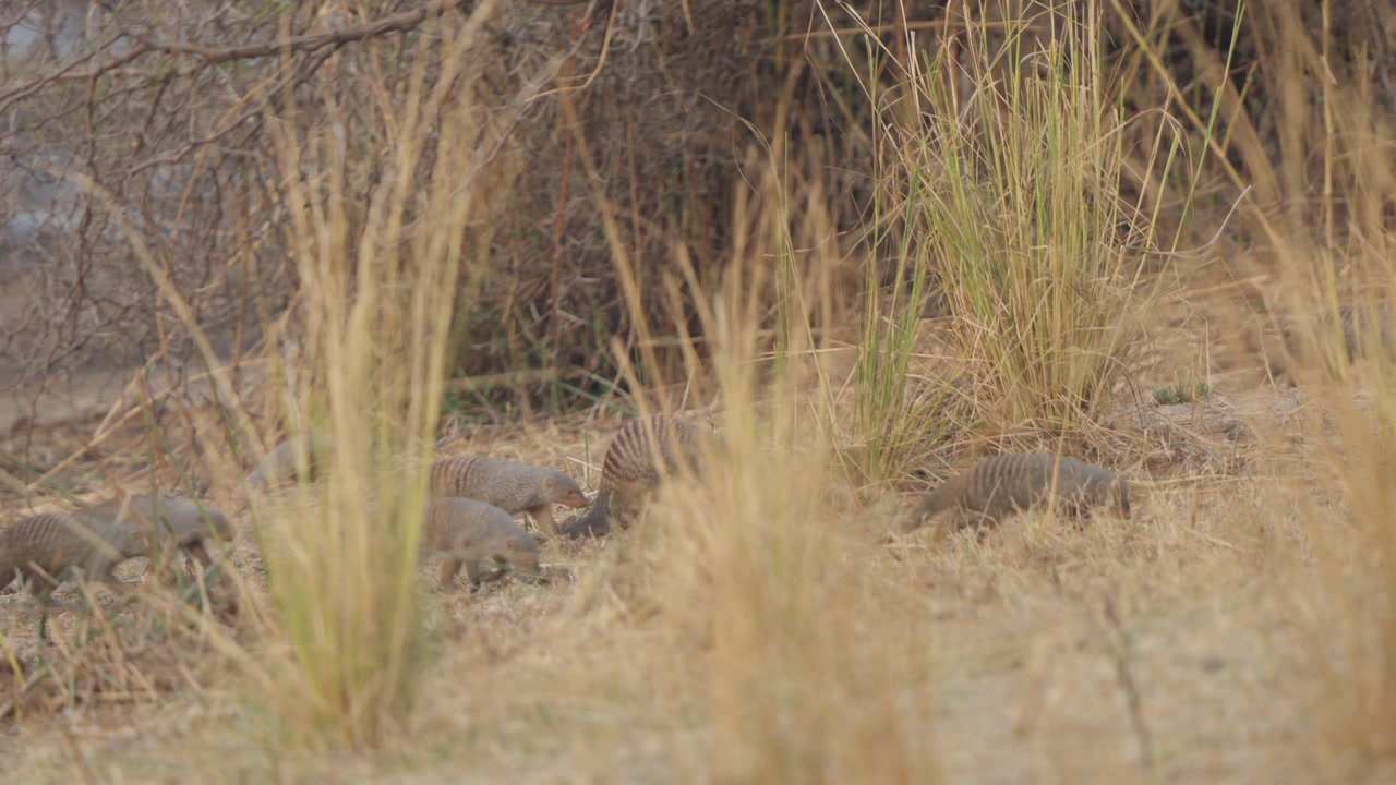 Banded mongooses moving left to right through dry savanna grass in Kruger National Park, South Africa. Small carnivores foraging as a group in natural habitat.