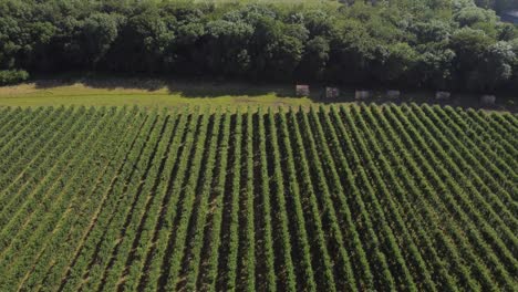 Lines-of-apple-trees-in-an-orchard-on-a-farm-in-Chartham-in-Kent,-UK