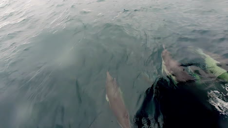 a pod of bow riding dolphins playing in the wake made by a motorboat