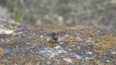 gypsy moth caterpillar crawls across a rock