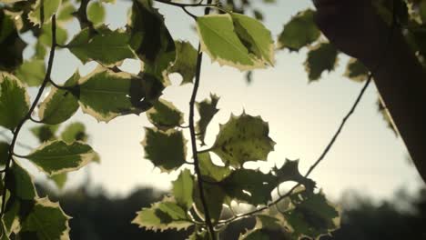 picking holly from a tree at sunset