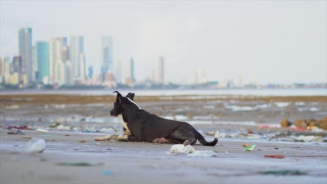 perro negro durmiendo en la playa de mahim en mumbai