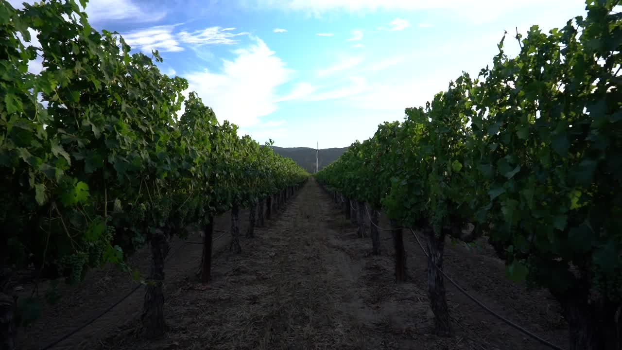 panoramica più scura in avanti verso un pilastro alla fine del vigneto nella napa valley