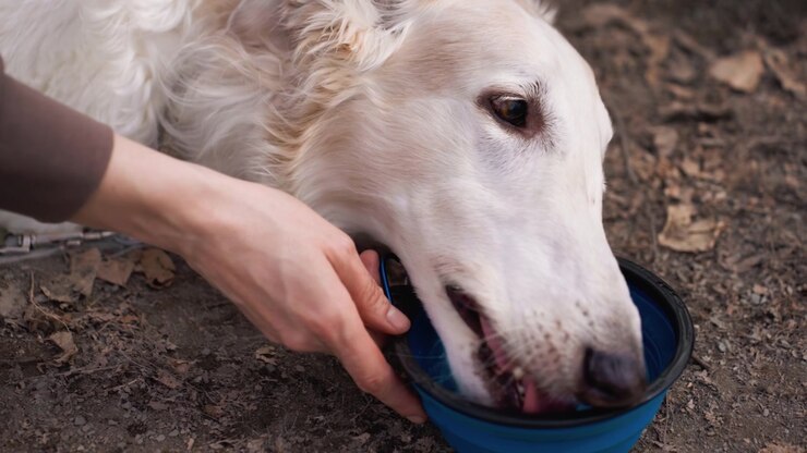 Weißer Hund trinkt Wasser aus einer blauen Schüssel, die von einer unsichtbaren Person am Boden gehalten wird. Die Szene zeigt Nahaufnahmen der Felltextur, Handinteraktion mit Tierbedarf und einen schmutzigen Hintergrund im Freien.