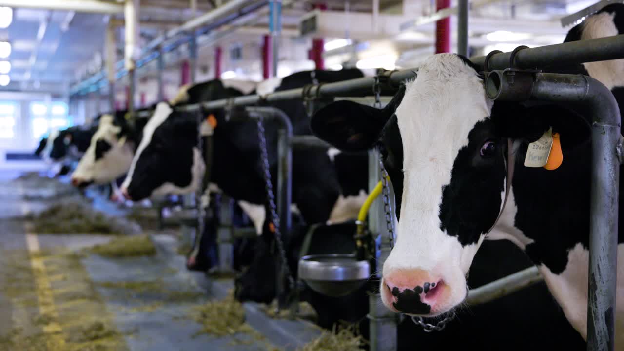 Koeien die grazen in het veld op de experimentele boerderij in Ottawa, Canada
