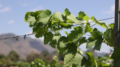 time-lapse of grapevines growing in a vineyard