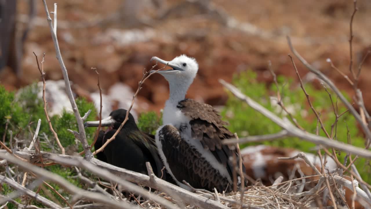 A young magnificent frigatebird covered in downy feathers sits in a tree with the parent bird in the background on North Seymour Island near Santa Cruz in the Gal&aacute;pagos Islands