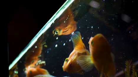 orange fish in an aquarium