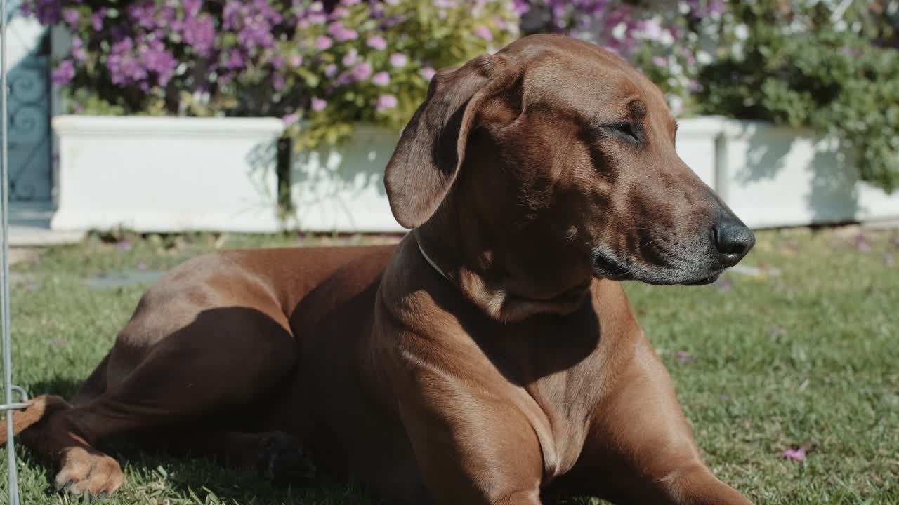 rhodesian ridgeback 잔디에 누워 햇볕을 쬐고