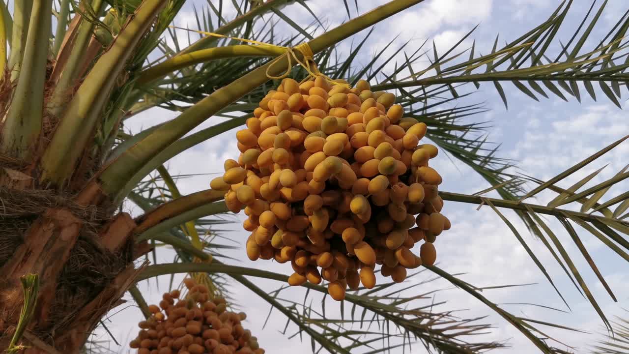 Date palm fruit tree with dates