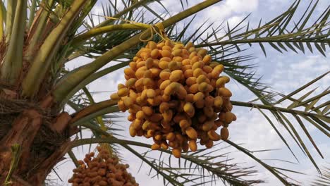 date palm fruit tree with dates