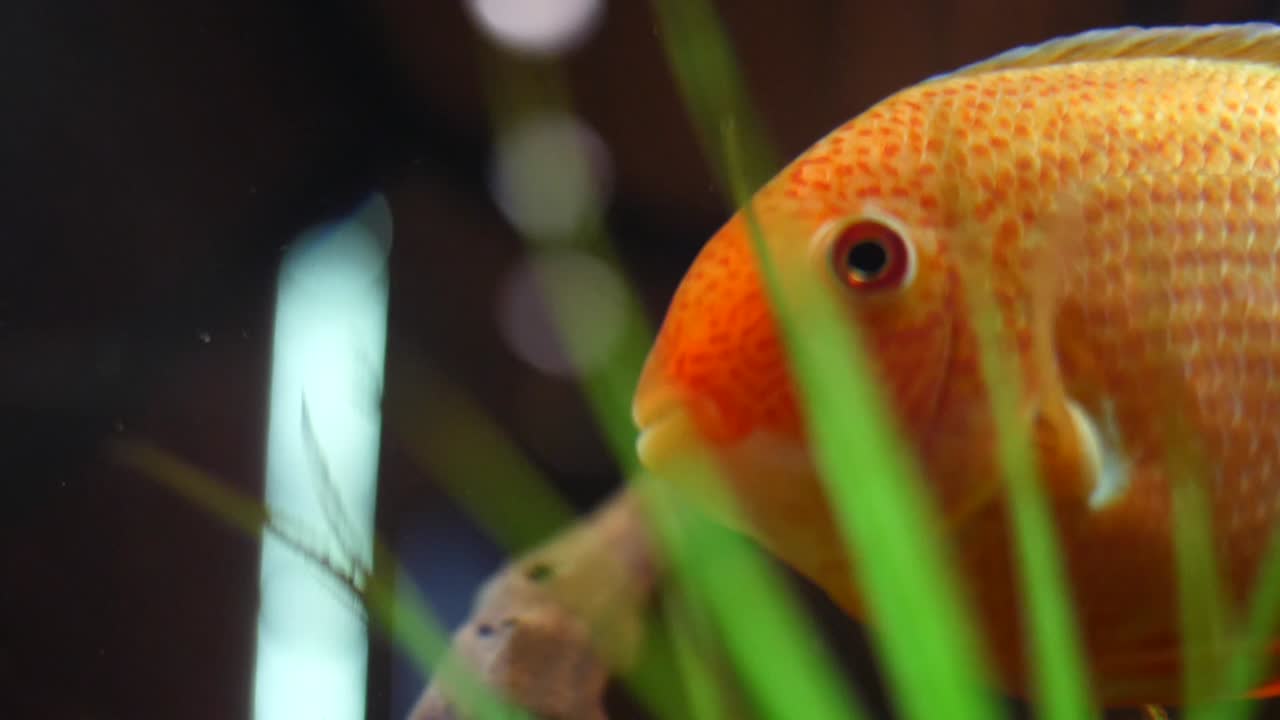 pez naranja en el acuario