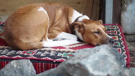 a brown and white dog is sleeping on a colorful cushion