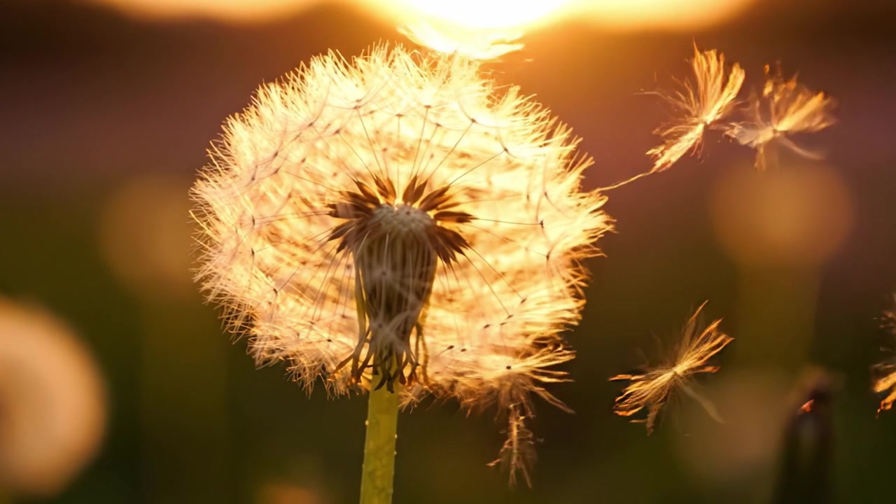 A Stunning Close-Up of a Dandelion at Sunset, Capturing the Delicate Fluff and Tactile Beauty of Nature as the Sun Sets in the Background