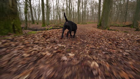 following shot of black staffordshire terrier running through a forest on a cold winter's day