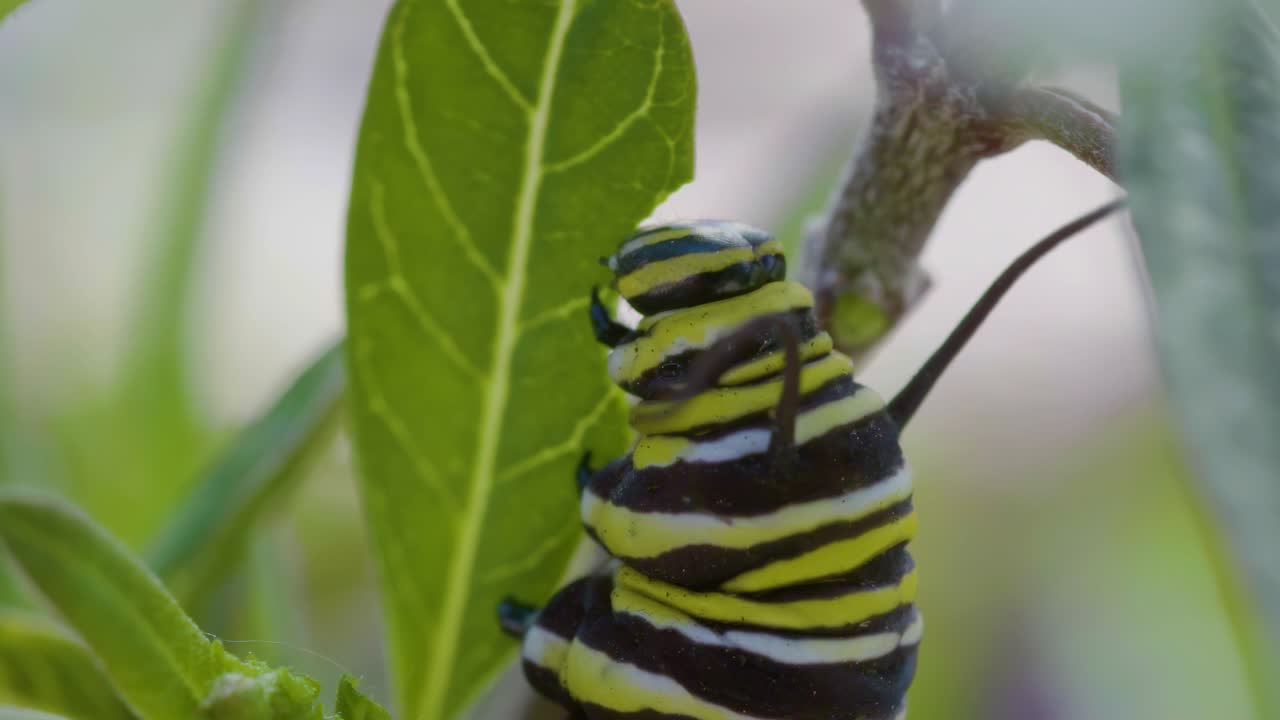una oruga vibrante con rayas amarillas, negras y blancas se cierra en una hoja verde en un primer plano, mostrando la belleza de las pequeñas maravillas de la naturaleza
