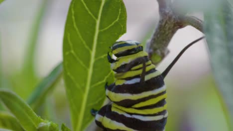 a vibrant caterpillar with yellow, black, and white stripes munches on a green leaf in a close-up shot, showcasing the beauty of nature’s small wonders