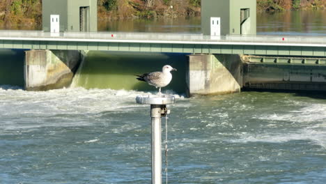 seagull sitting on flagpole next to hydro power plant barrage