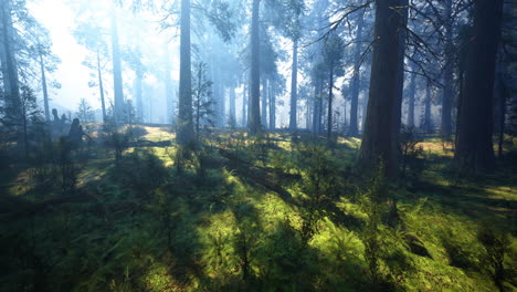 paisaje de bosque exuberante con la luz del sol filtrando a través de árboles altos