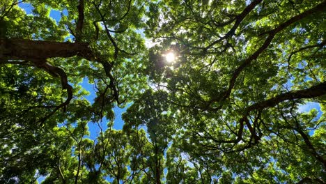 upwards looking footage towards the treetops through which the sun shines brightly