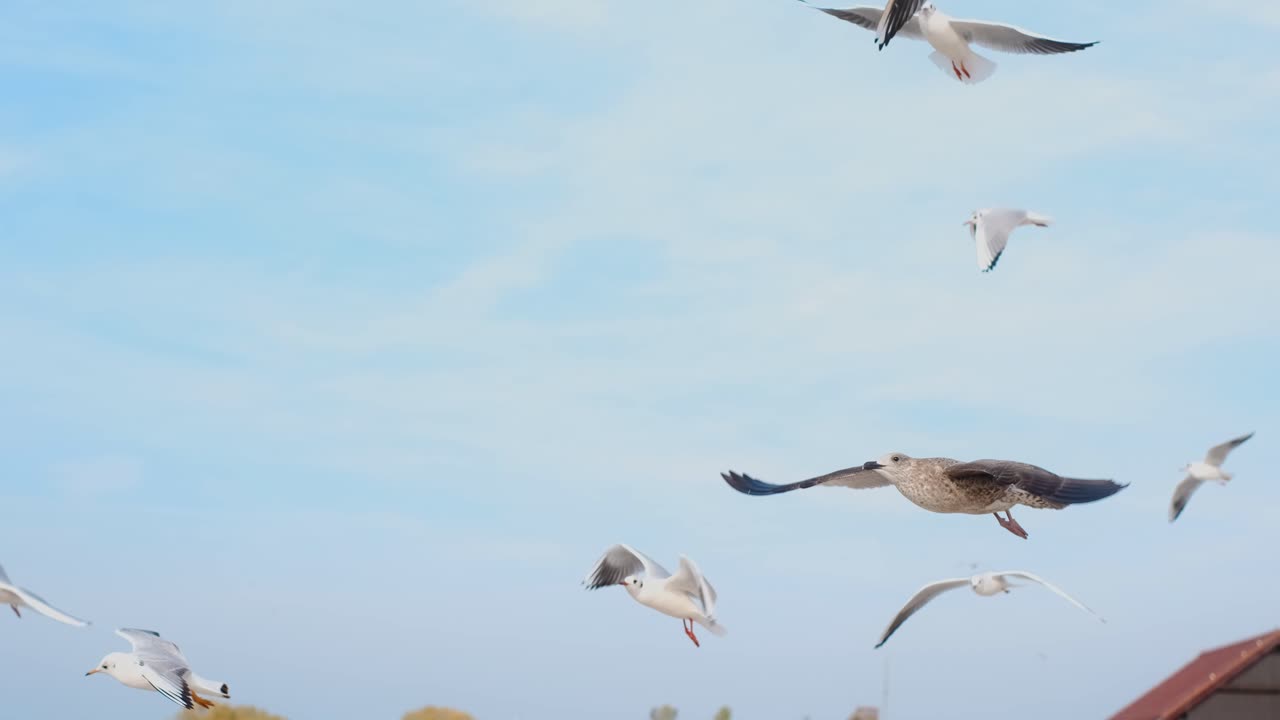Gulls Soaring in the Blue Sky