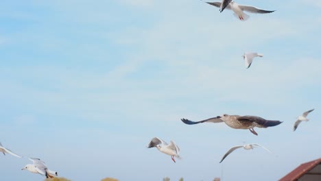 gulls soaring in the blue sky