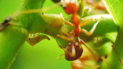 Macro-close-up-view-of-herder-red-ants-protecting-and-farming-aphids-for-honeydew,-a-sugar-rich-secretion-favored-by-ants-as-a-food-source