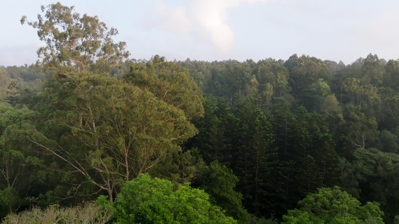 Rekaman drone lateral yang menunjukkan kanopi pohon di Hutan Karura