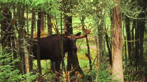 moose in the forest among trees, captured in the woods of vestarelen, norway