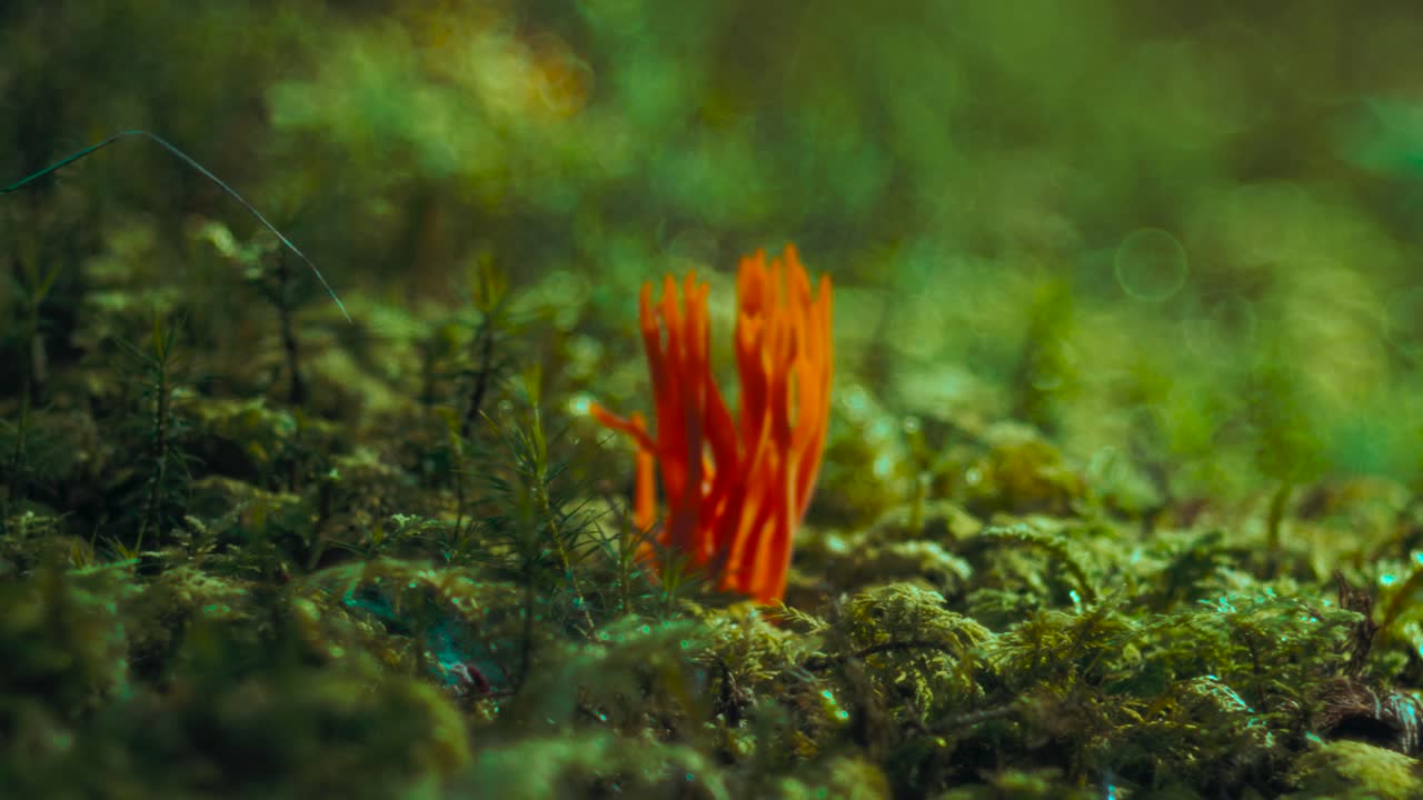 ramaria aurea hongo de coral comestible de color naranja brillante que crece en el musgo en un verde y exuberante bosque de otoño entre los árboles que se mueven en cámara lenta