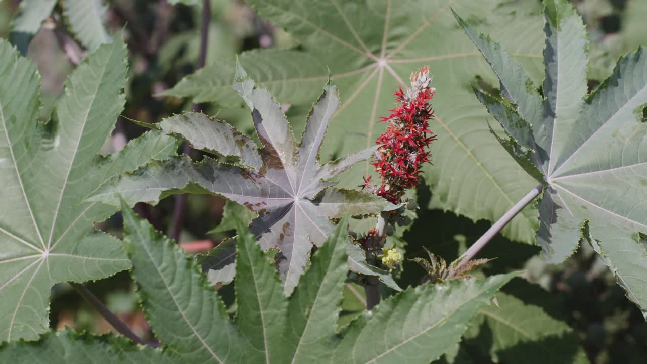 un primer plano portátil de las hojas de una planta de aceite de ricino con una flor roja de petróleo de ricino en el medio balanceándose en el sol
