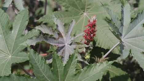 A-handheld-close-up-of-leaves-of-a-castor-oil-plant-with-castor-oil-red-flower-in-the-middle-swaying-in-the-sun