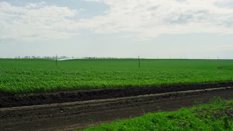 Landwirtschaft-Grüne-Wiese-Am-Sommertag.-Konzept-Des-Ländlichen-Anbaus-Der-Natur.