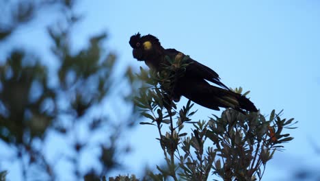 Cacatúa-Negra-De-Cola-Amarilla-En-Un-árbol