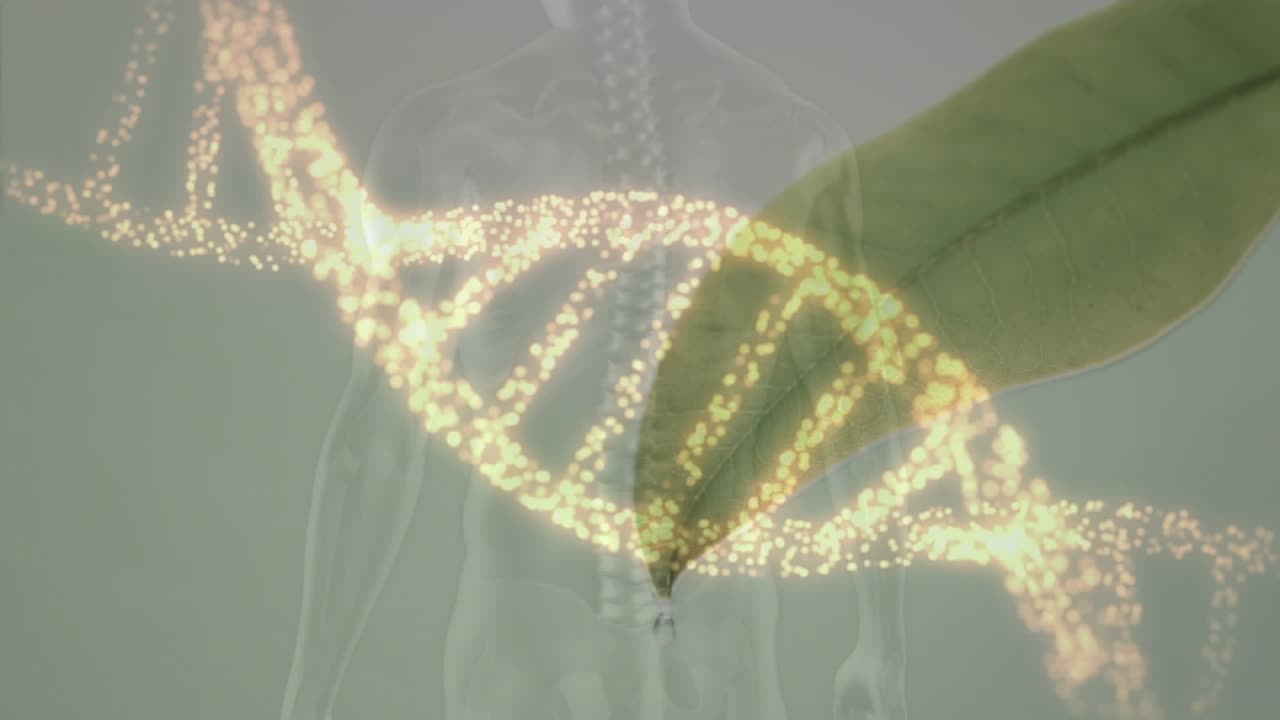 Animação de filamento de DNA sobre modelo humano digital e folha em fundo branco