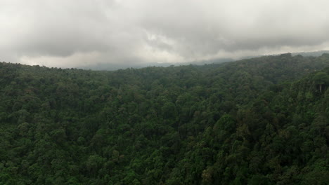 Paisaje-Selvático,-Ecosistema-Exuberante-Y-Vibrante-Repleto-De-Vida