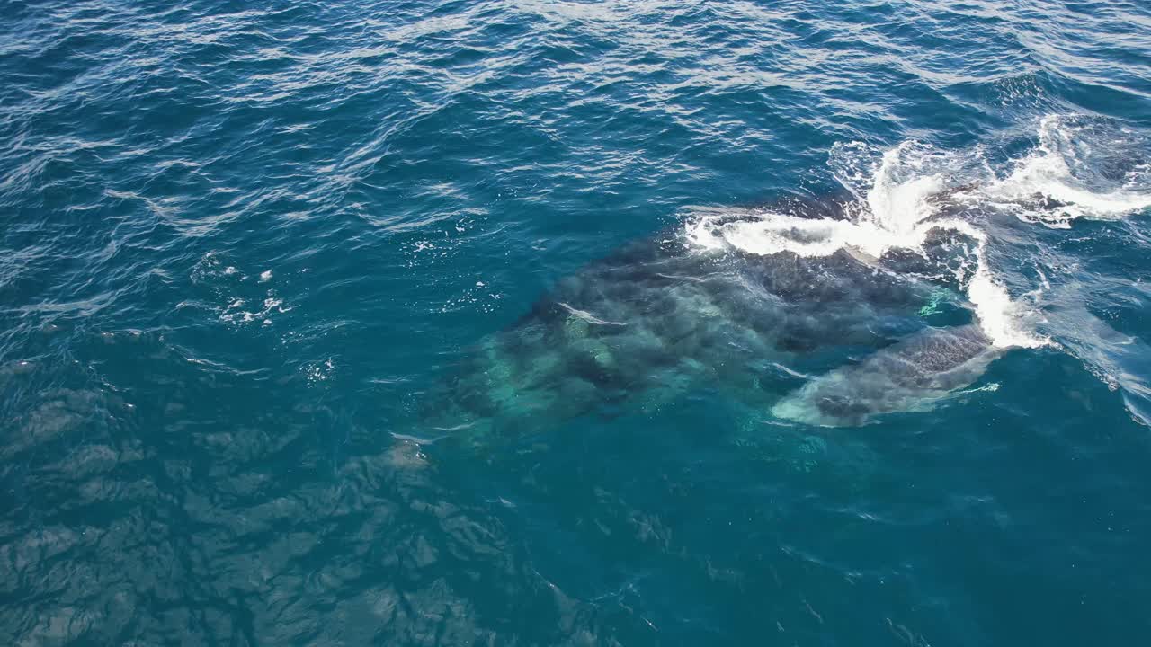 오스트레일리아 뉴사우스웨일즈 에서 엄마 고래 가 새끼 와 함께 불 을  ⁇ 고 수영 하고 있다