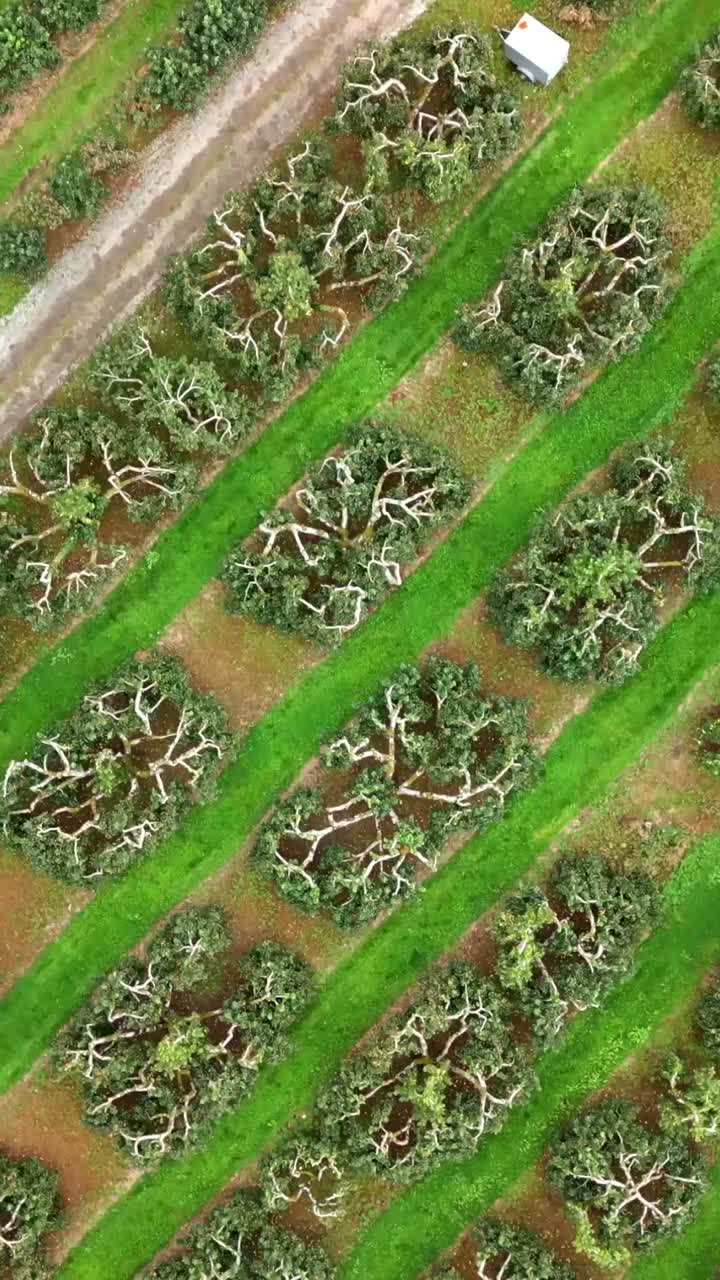 Overhead tracking social ratio 60FPS aerial of a cider field in County Antrim in Northern Ireland. Produced in 1080x1920 with broadcast ready Rec709 color