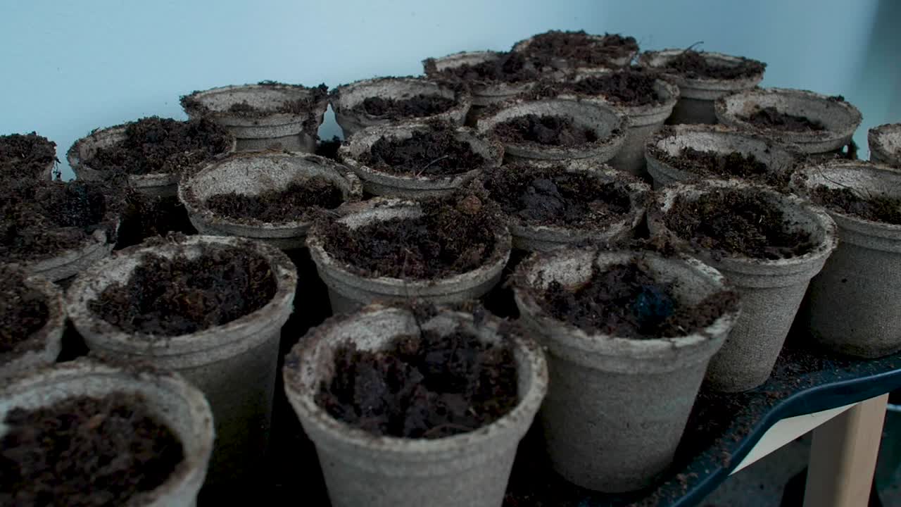Water is being poured onto the pots filled with soil, providing hydration to the plants and ensuring the soil remains moist
