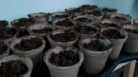 water is being poured onto the pots filled with soil, providing hydration to the plants and ensuring the soil remains moist