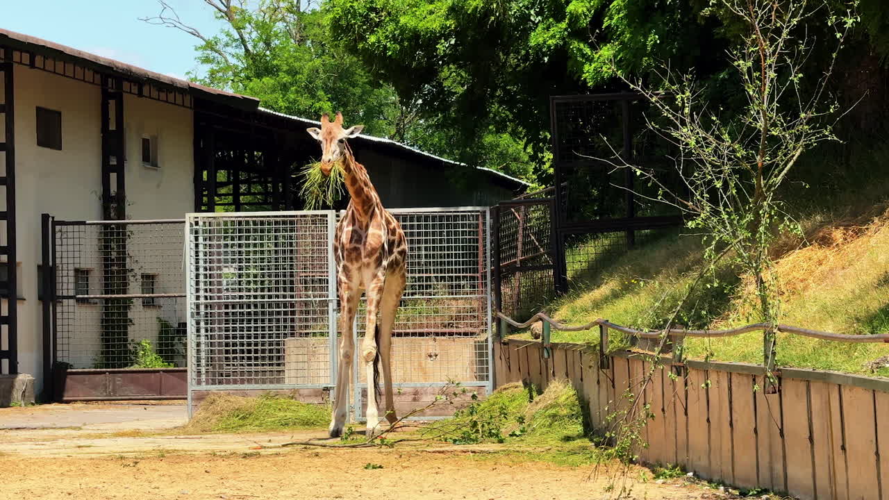 Giraffe explores enclosure at sunny zoo. A giraffe interacts with its enclosure during a bright day at the zoo, surrounded by greenery and structures
